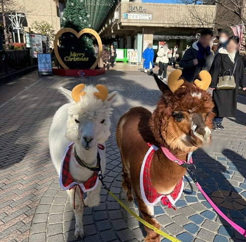 飯田橋ラムラに向かう「クラリスちゃん」左と「くるみちゃん」右