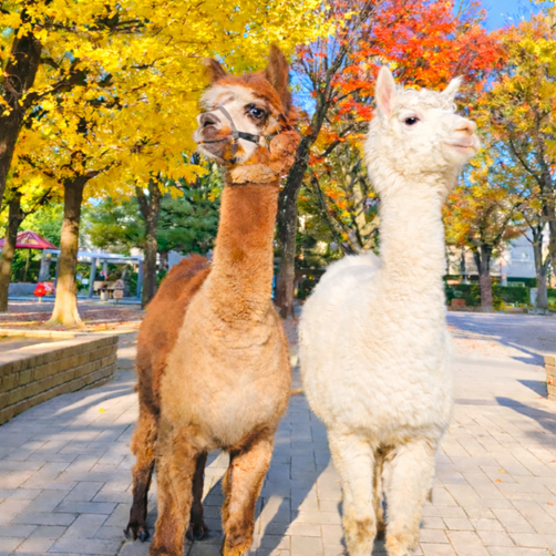 アルパカふれあいランドHPはコチラ｜本物のアルパカが神楽坂にやって来た。楽しみ方はいろいろ!!